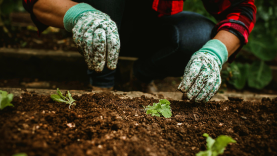 Tips for Starting a Spring Garden on a Budget - Howard Hanna | Coach Realtors